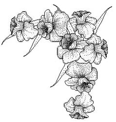 lilie_p.jpg (11871 bytes)