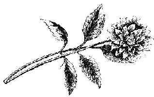 jirina.gif (12275 bytes)